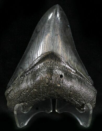 Serrated Megalodon Tooth - South Carolina #25659